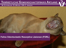 Feline Odontoclastic Resorptive Läsionen (FORL)